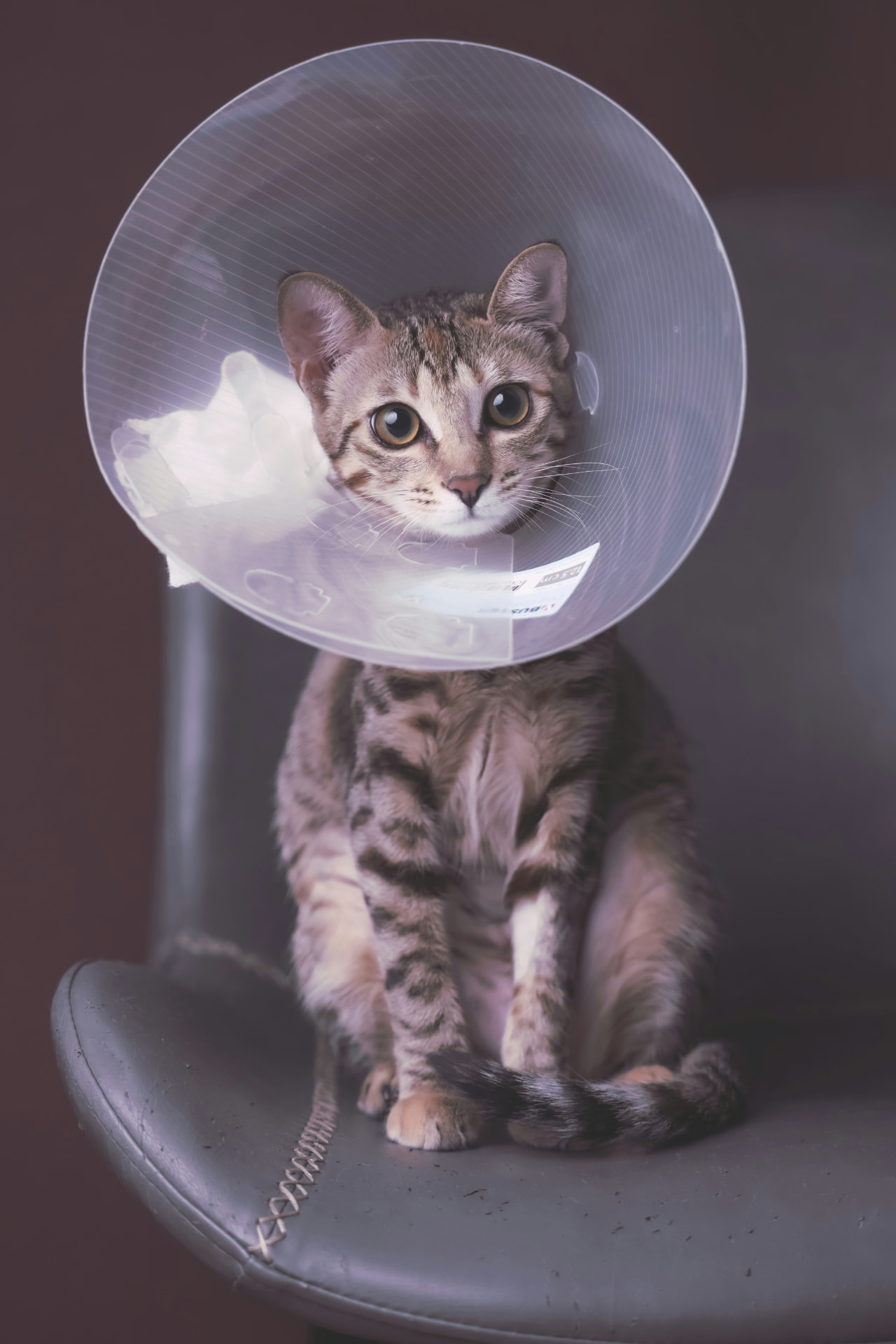 Telemedicina veterinária